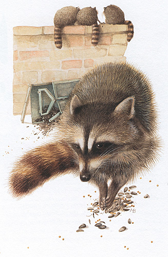 Winter Raccoons